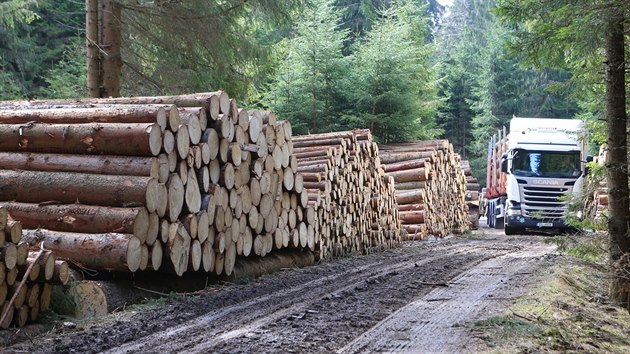 Tai zaali zpracovvat devo po loskch vichicch na Medvd stezce. Trasa je pro turisty do odvoln uzaven.