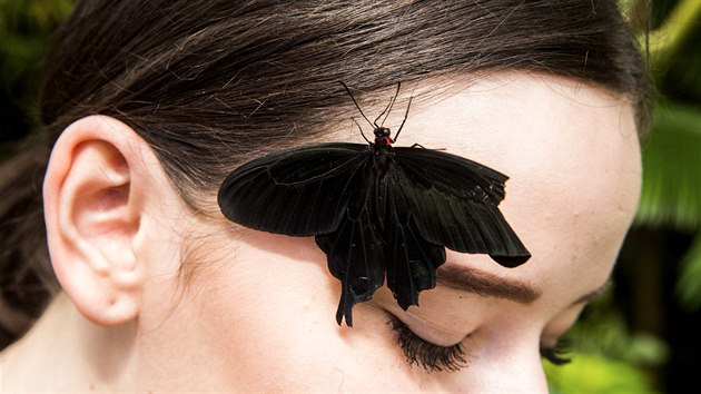 Klidně se vám může stát, že vám v tropickém skleníku Fata Morgana velký motýl takto přistane na tváři. (10. 4. 2018, Botanická zahrada Praha)