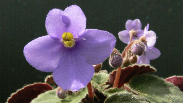 Saintpaulia ionantha (botanick druh)