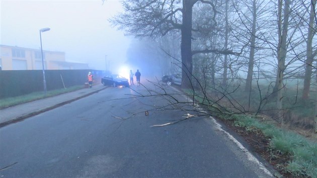 strom u silnice ohlodal bobr, kter ije v pilehlm potoce zvanm Zubina. 