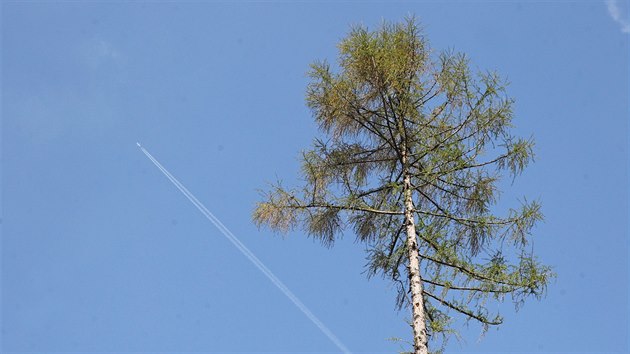 Na mst hustho lesa zstv v revru nov Vrbno na Vtkovsku jen pr osamlch strom.