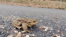 Obojživelníků, kteří putují přes ulici Na Trubách, v posledních letech přibývá. Obojživelníků, kteří putují přes ulici Na Trubách, v posledních letech přibývá.