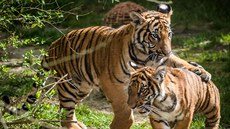 S teplými jarními dny vyrazila do venkovních výběhů pražské zoo řada mláďat,... S teplými jarními dny vyrazila do venkovních výběhů pražské zoo řada mláďat,...
