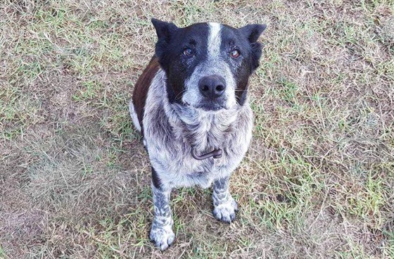 Pes Max je v Queenslandu nyní za hrdinu
