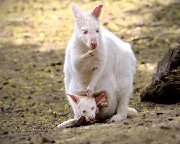 Plzeská zoo má první mlád s genetickou vadou - albinismem. Jedná se o klokana...