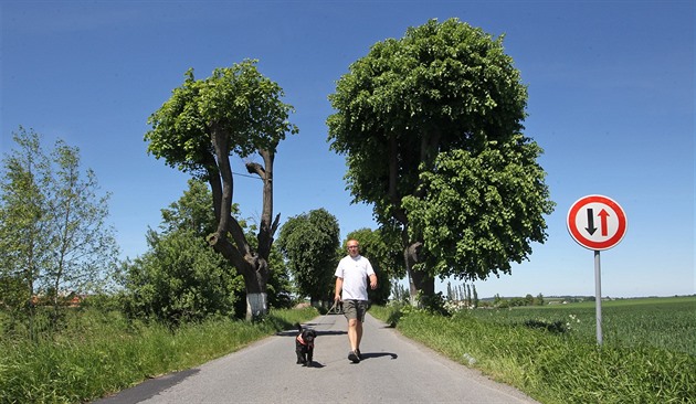 Radkovská alej na snímku z roku 2017.