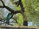 Páv na stromě i na dvoře Páv na stromě i na dvoře