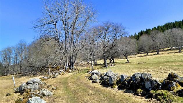 Cesta procházející zaniklým Horním Cazovem. Příroda si bere svůj prostor zpět. Cesta procházející zaniklým Horním Cazovem. Příroda si bere svůj prostor zpět.