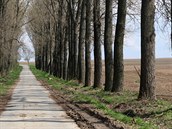 Cestu směrem do Nízké Lhoty už nelemuje alej vzrostlých stromů (na snímku z... Cestu směrem do Nízké Lhoty už nelemuje alej vzrostlých stromů (na snímku z...