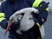Jeden z umouněných čápů, které hasiči vytáhli ve Fulneku z útrob komína (22.... Jeden z umouněných čápů, které hasiči vytáhli ve Fulneku z útrob komína (22....