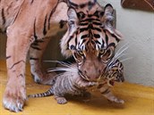 Jedno z tygřích mláďat je průbojnější a občas vykoukne z porodního boxu. Matka... Jedno z tygřích mláďat je průbojnější a občas vykoukne z porodního boxu. Matka...