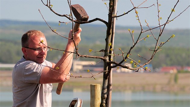 Sto rodin vysadilo sto strom ke stmu vro eskoslovenska u jezera Medard. (28. dubna 2018)