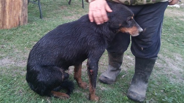 Pes, kterho hasii zachrnili z kanalizan roury na hranicch se Slovenskem (22. dubna 2018).