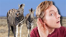 Poznejte hlas zvířete ze safari Poznejte hlas zvířete ze safari