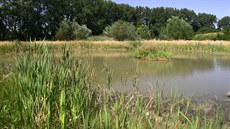 Mokřad u Slováckých strojíren. Na tomto místě se promyšleně obnovily a částečně... Mokřad u Slováckých strojíren. Na tomto místě se promyšleně obnovily a částečně...