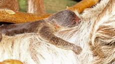 Jihlavská zoologická zahrada ohlásila přírůstek u lenochodů. „Mládě po porodu... Jihlavská zoologická zahrada ohlásila přírůstek u lenochodů. „Mládě po porodu...