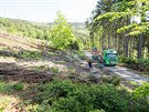 Kcen strom napadench krovcem v okol Ronova pod Radhotm (2019)