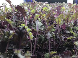 Prezentace AeroFarms na konferenci Dell Technologies World 2018 vLas Vegas