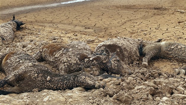 Na zem indinskho kmene Navaj v Arizon uhynulo vce ne sto divokch kon na dehydrataci kvli vyschlmu jezeru. (1. kvtna 2018)