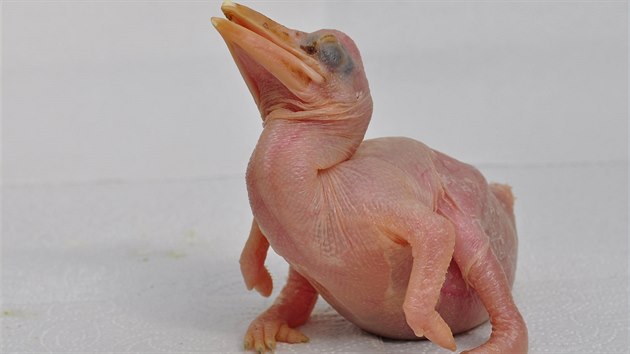 Ještě slepé mládě dvojzoborožce indického narozené ve zlínské zoo.