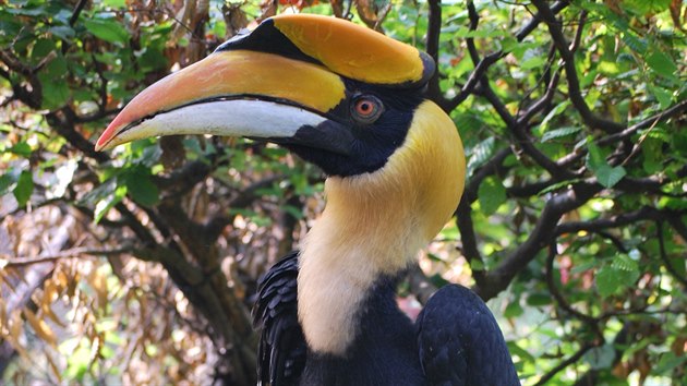 Otec vzácného mláděte.