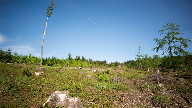 Kcen strom napadench krovcem v okol Ronova pod Radhotm (2019)