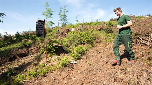 Kcen strom napadench krovcem v okol Ronova pod Radhotm (2019)