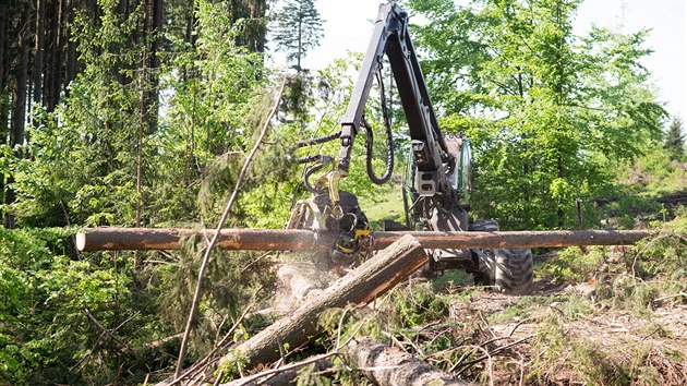 Kcen strom napadench krovcem v okol Ronova pod Radhotm (2019)