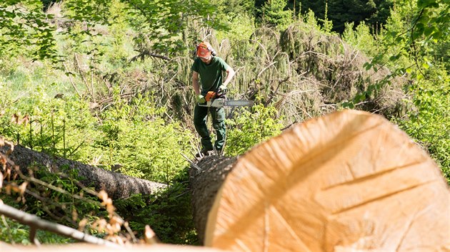 Kcen strom napadench krovcem v okol Ronova pod Radhotm (2019)