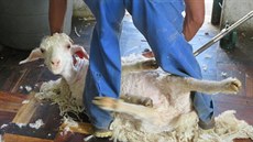 Kvůli špatnému zacházení s angorskými kozami na farmách v Jižní Africe... Kvůli špatnému zacházení s angorskými kozami na farmách v Jižní Africe...