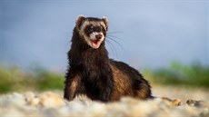 Fretka vznikla zdomestikováním tchoře tmavého. Fretka vznikla zdomestikováním tchoře tmavého.