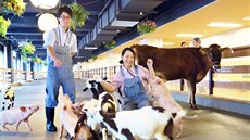 V kancelářské budově společnosti Pasona chovají i hospodářská zvířata. V kancelářské budově společnosti Pasona chovají i hospodářská zvířata.