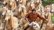 HONÁK. Jezdec žene stádo koní Haflingů na pastvu na největší evropské chovné... HONÁK. Jezdec žene stádo koní Haflingů na pastvu na největší evropské chovné...