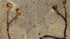 Zkamenělina šesticentimetrového stonku suchozemské rostliny staré 432 milionů... Zkamenělina šesticentimetrového stonku suchozemské rostliny staré 432 milionů...