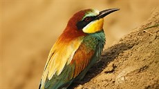 Písková stěna je připravena pro hnízdění vlh pestrých, které už se vracejí ze... Písková stěna je připravena pro hnízdění vlh pestrých, které už se vracejí ze...