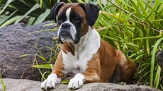 Boxer je inteligentní rodinný pes se zlatou povahou, potřebuje ovšem hodně... Boxer je inteligentní rodinný pes se zlatou povahou, potřebuje ovšem hodně...