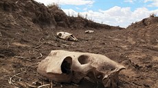 Na území indiánského kmene Navaj v Arizon uhynulo více ne sto divokých koní...