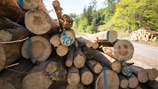 Kácení stromů napadených kůrovcem v okolí Rožnova pod Radhoštěm Kácení stromů napadených kůrovcem v okolí Rožnova pod Radhoštěm