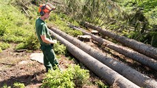 Kácení stromů napadených kůrovcem v okolí Rožnova pod Radhoštěm Kácení stromů napadených kůrovcem v okolí Rožnova pod Radhoštěm
