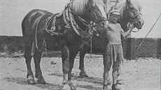 Historický snímek ze zaniklé osady Símře na Přerovsku zachycující koně chované... Historický snímek ze zaniklé osady Símře na Přerovsku zachycující koně chované...