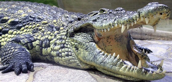 Krokodýl nilský jako dosplý krasavec právem budící respekt.