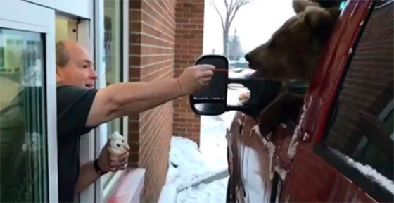 V kanadské zoo si zajeli s medvdem na zmrzlinu, te elí obvinní