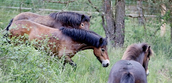 Jedenáct divokých koní pivezl speciální transport do Národního parku Podyjí z...