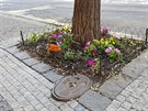 Minizahrádka na Pražských Vinohradech Minizahrádka na Pražských Vinohradech
