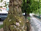 Starý strom na nábřeží v Hradci Králové Starý strom na nábřeží v Hradci Králové