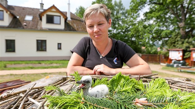 Oetovatel v Zchrann stanici v Makov na Psecku krm mlata handicapovanch p rybikami a kousky kuecho. Na snmcch je mlad Ra.