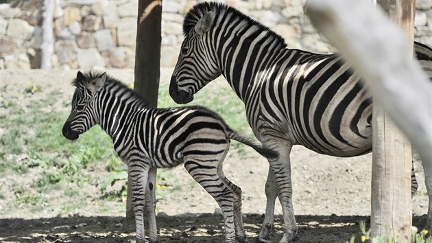 Nov zeb prstek v jihlavsk zoologick zahrad. Mld se narodilo 3. kvtna a m se ile k svtu.