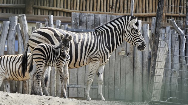 Nov zeb prstek v jihlavsk zoologick zahrad. Mld se narodilo 3. kvtna a m se ile k svtu.