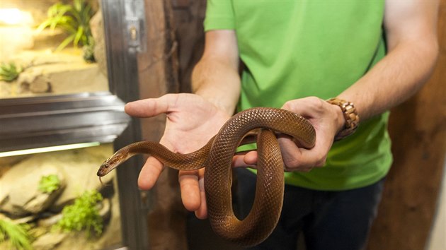 Soust novho africkho pavilonu Kalahari olomouck zoologick zahrady jsou i terria s ukzkami fauny a flry.