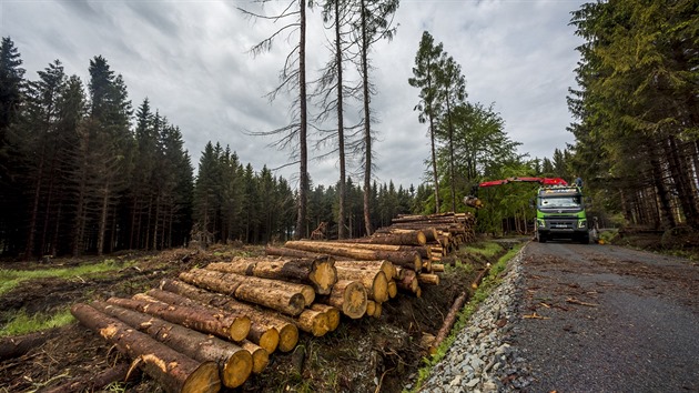 Krovcov kalamita na ternbersku a Bruntlsku. (2018)